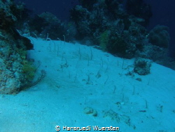 Eel garden
Spotted garden eel by Hansruedi Wuersten 